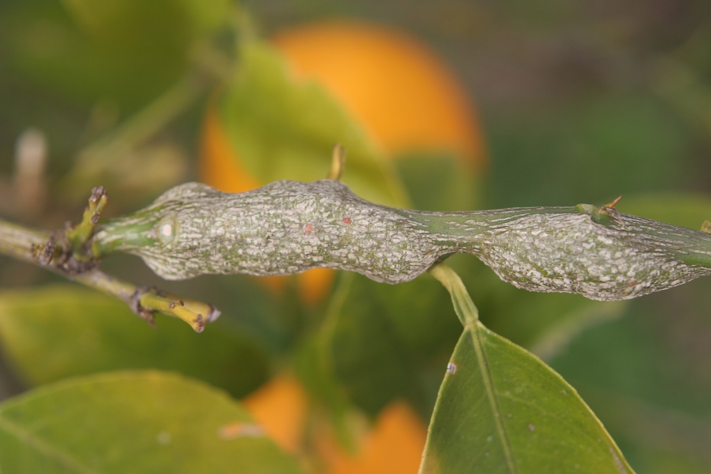 Citrus gall wasp swelling
